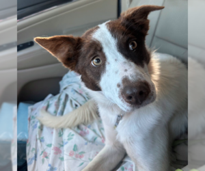 Border Collie-Unknown Mix Dogs for adoption in Westwood, NJ, USA