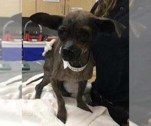 Chihuahua Dogs for adoption in Riverside, CA, USA