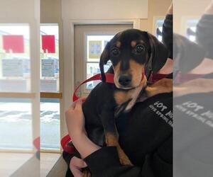 Dachshund Dogs for adoption in Priest River, ID, USA