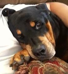 Rottweiler Dogs for adoption in Chicopee, MA, USA