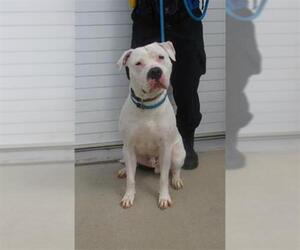 American Staffordshire Terrier Dogs for adoption in Louisville, KY, USA