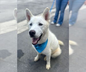 Alaskan Malamute-Unknown Mix Dogs for adoption in Newport Beach, CA, USA