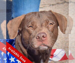 - Mix Dogs for adoption in Huntley, IL, USA