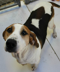 Medium Photo #1 Beagle-Bluetick Coonhound Mix Puppy For Sale in Hilton Head, SC, USA