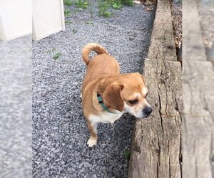 Chug Dogs for adoption in Berkeley Springs, WV, USA