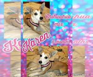 Chihuahua-Unknown Mix Dogs for adoption in Franklinton, LA, USA