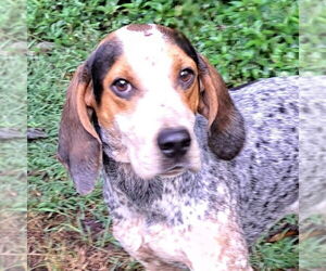 Mutt Dogs for adoption in Canton, CT, USA