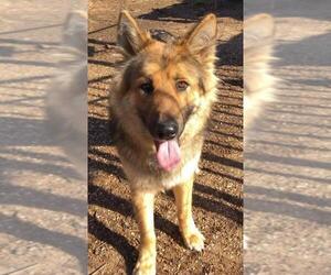 German Shepherd Dog Dogs for adoption in Longview, TX, USA