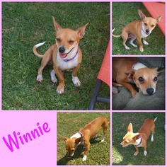 Chiweenie Dogs for adoption in Lorena, TX, USA