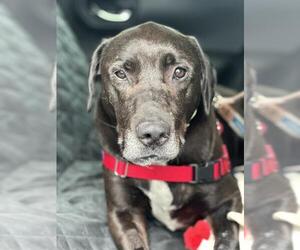 Labrador Retriever Dogs for adoption in Santa Barbara, CA, USA