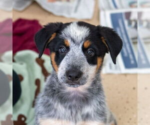 Mutt Dogs for adoption in Mundelein, IL, USA