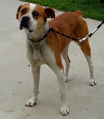 Boxer Dogs for adoption in Staley, NC, USA
