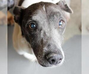 Jack-Rat Terrier Dogs for adoption in Atlanta, GA, USA
