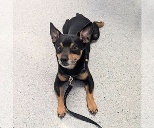 Chipin Dogs for adoption in Monkton, MD, USA