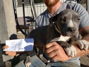American Staffordshire Terrier Dogs for adoption in Lakeport, CA, USA