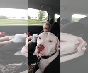 American Pit Bull Terrier-Unknown Mix Dogs for adoption in Martinsburg, WV, USA