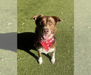 Border Collie-Unknown Mix Dogs for adoption in San Martin, CA, USA