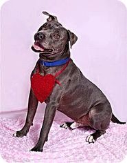 American Staffordshire Terrier Dogs for adoption in Hudson, CO, USA