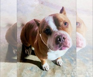American Bulldog-Unknown Mix Dogs for adoption in Calhoun, GA, USA