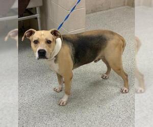American Pit Bull Terrier-Unknown Mix Dogs for adoption in Conroe, TX, USA