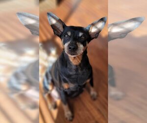 Miniature Pinscher Dogs for adoption in Modesto, CA, USA