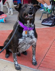 Mutt Dogs for adoption in Lorena, TX, USA