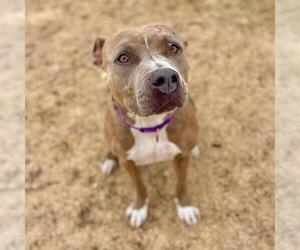 American Pit Bull Terrier Dogs for adoption in Aurora, CO, USA