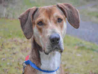 Plott Hound Dogs for adoption in Pittsburgh, PA, USA