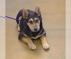 German Shepherd Dog Dogs for adoption in Sacramento, CA, USA