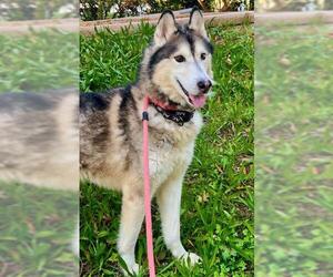 Siberian Husky Dogs for adoption in Sacramento, CA, USA
