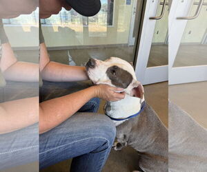 American Pit Bull Terrier Dogs for adoption in Pampa, TX, USA