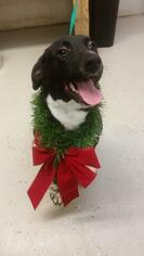 Sheprador Dogs for adoption in Camden, TN, USA