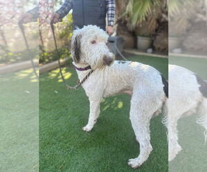Labrador Retriever Dogs for adoption in Fallbrook, CA, USA