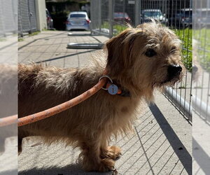 Australian Terrier-Border Terrier Mix Dogs for adoption in Fort Lauderdale, FL, USA