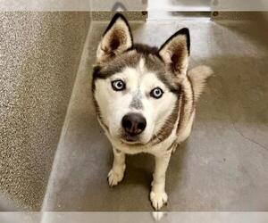 Siberian Husky Dogs for adoption in Santa Rosa, CA, USA