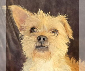 Pugairn Dogs for adoption in Albuquerque, NM, USA