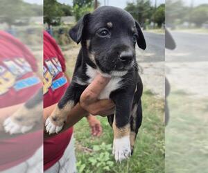 Rottweiler-Unknown Mix Dogs for adoption in San Antonio, TX, USA