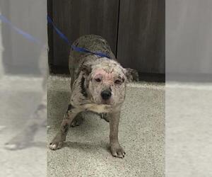 Mutt Dogs for adoption in Conroe, TX, USA