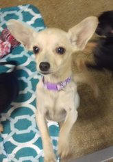 Chiweenie Dogs for adoption in Apache Junction, AZ, USA
