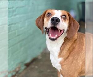 Treeing Walker Coonhound Dogs for adoption in Roanoke, VA, USA