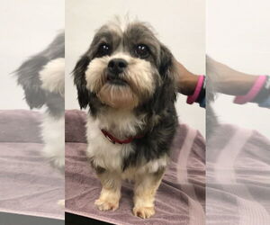 Shih Tzu-Unknown Mix Dogs for adoption in Lincolnwood, IL, USA