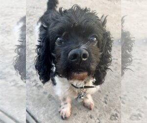 Cockapoo Dogs for adoption in Staten Island, NY, USA