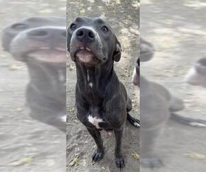 American Staffordshire Terrier-Unknown Mix Dogs for adoption in San Antonio, TX, USA
