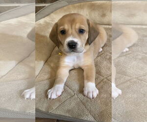 Beagle-Unknown Mix Dogs for adoption in Dunnellon, FL, USA