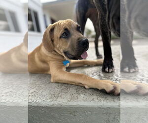 Mutt Dogs for adoption in Goodyear, AZ, USA