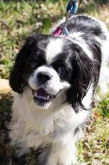 Cavalier King Charles Spaniel Dogs for adoption in Forest, VA, USA