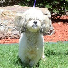 Maltese Dogs for adoption in Little Rock, AR, USA