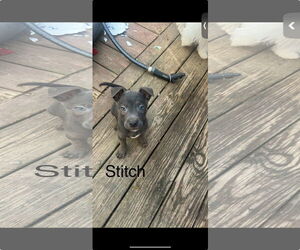 Chihuahua-Unknown Mix Dogs for adoption in Ball Ground, GA, USA