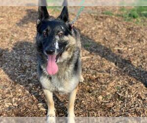 German Shepherd Dog Dogs for adoption in McKinleyville, CA, USA
