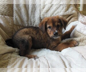 Golden Retriever-Unknown Mix Dogs for adoption in Newnan, GA, USA